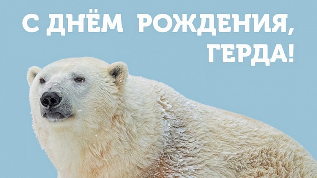 В новосибирском зоопарке 14-летие отметила белая медведица Герда